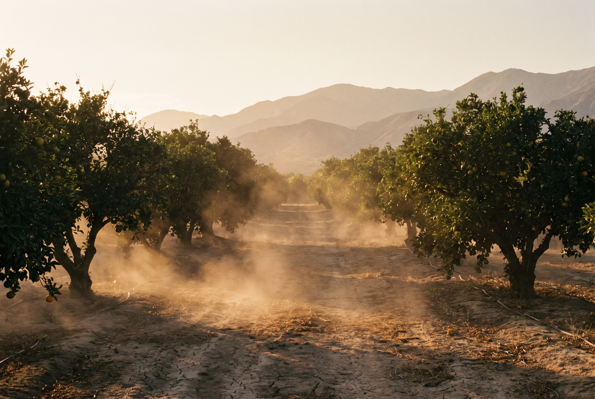 Orange grove rows in dusty late afternoon light