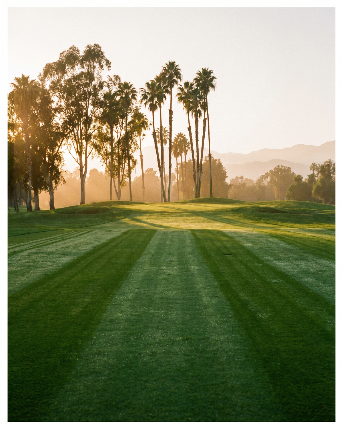 Backlit fairway lined with palms at golden hour
